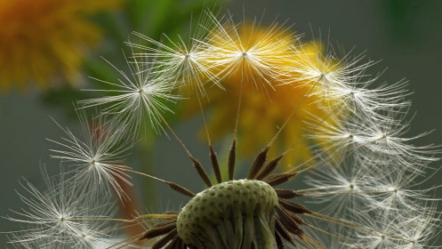 Одуванчики на полянке