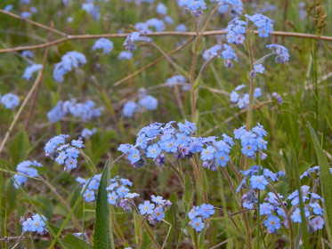 Незабудки, глазки голубые