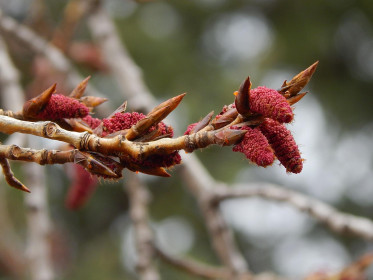 Тополь цветёт.