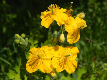 Побег из ядовитой зоны.