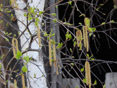 Мне березка дарила серёжки. Сковородинский р- н.