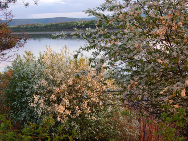 Берег Амура в цвету черёмухи.