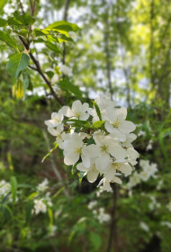 Бурейская красавица-груша