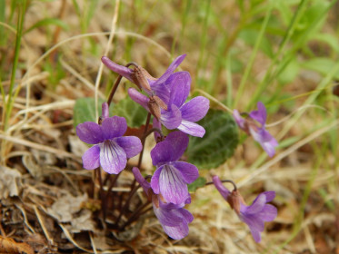 Весенее чудо на берегу Амура