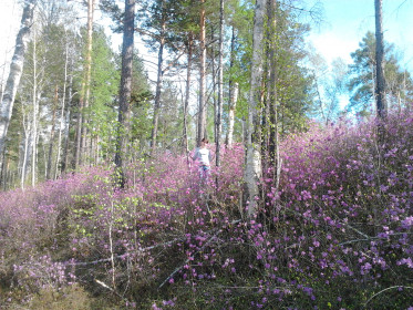 Чудесные сопки багульника