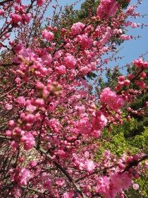 Сакура в Тамбовском районе