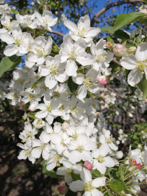 Ранетка в подвенечном наряде