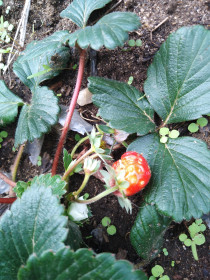 Весенний сюрприз в Свободненском раю