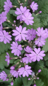 Примула лесная Екатеринославка