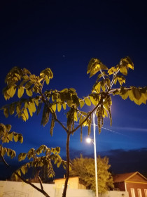 Маньчжурский орех в Благовещенске