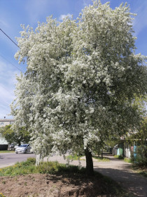 Яблоня ягодная в Благовещенске