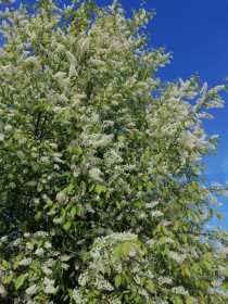 Черёмуха в Благовещенске