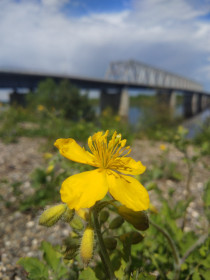 На фоне моста