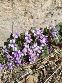 Красавица фиалка