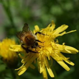 Шмель усатый