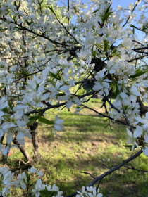 Весеннее настроение