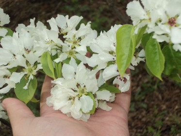 Расцвела груша в моей ладони
