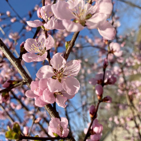 Сакура в Благовещенске