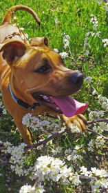 А где же пчёлки?