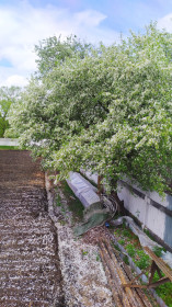 Тёплый снег