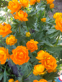 Смотреть и наслаждаться...