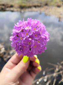 В народе называют «кашка»