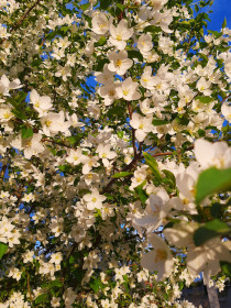 Молодильная яблонька в цвету