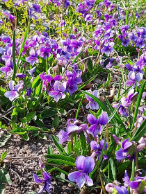 «Фиолетовый рай»