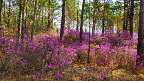 Сказочная рощица багульника