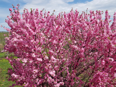 Сакура в моём саду