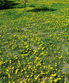 Одуванчик полевой лекарственный
