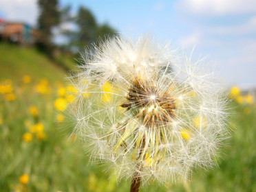 Одуванчик