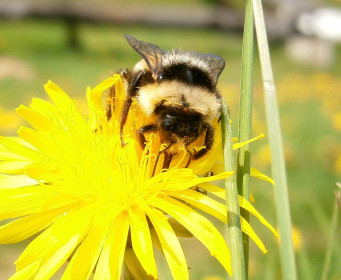 Сбор пыльцы