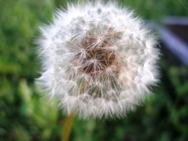 Одуванчик лекарственный