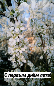 Цветение сливы