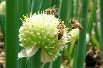 Пчёлки на соцветии лука