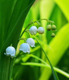 Ландыш – краснокнижный цветок