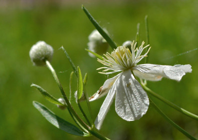 И дарят сил прилив и красоту.