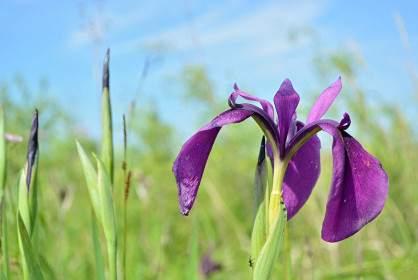 Изысканно прекрасны