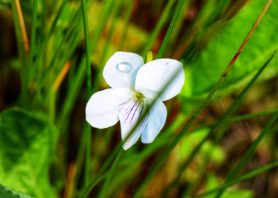 Дикая фиалка персиколистная