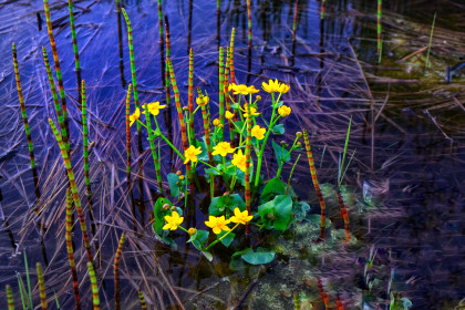 Калужница болотная на севере Приамурья