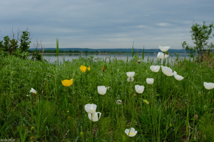 А на нейтральной полосе - цветы!