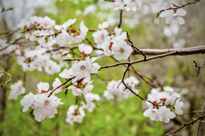 Яблони в цвету