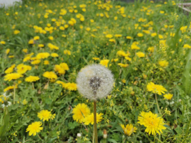 Одуванчики в Мазановском районе