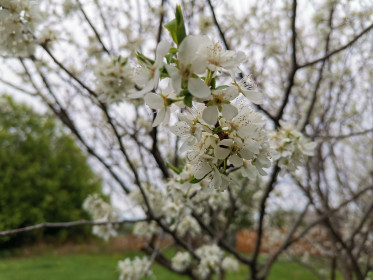 Слива в цвету