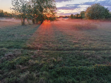 Черемуха на фоне красивого заката