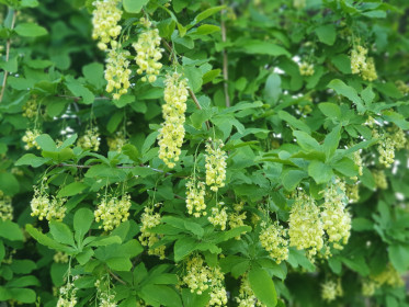 Барбарис цветёт