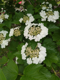 Ой, цветёт калина