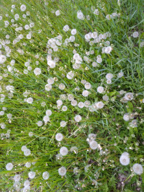 Одуванчиковый луг