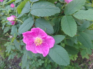 Шиповник в цвету